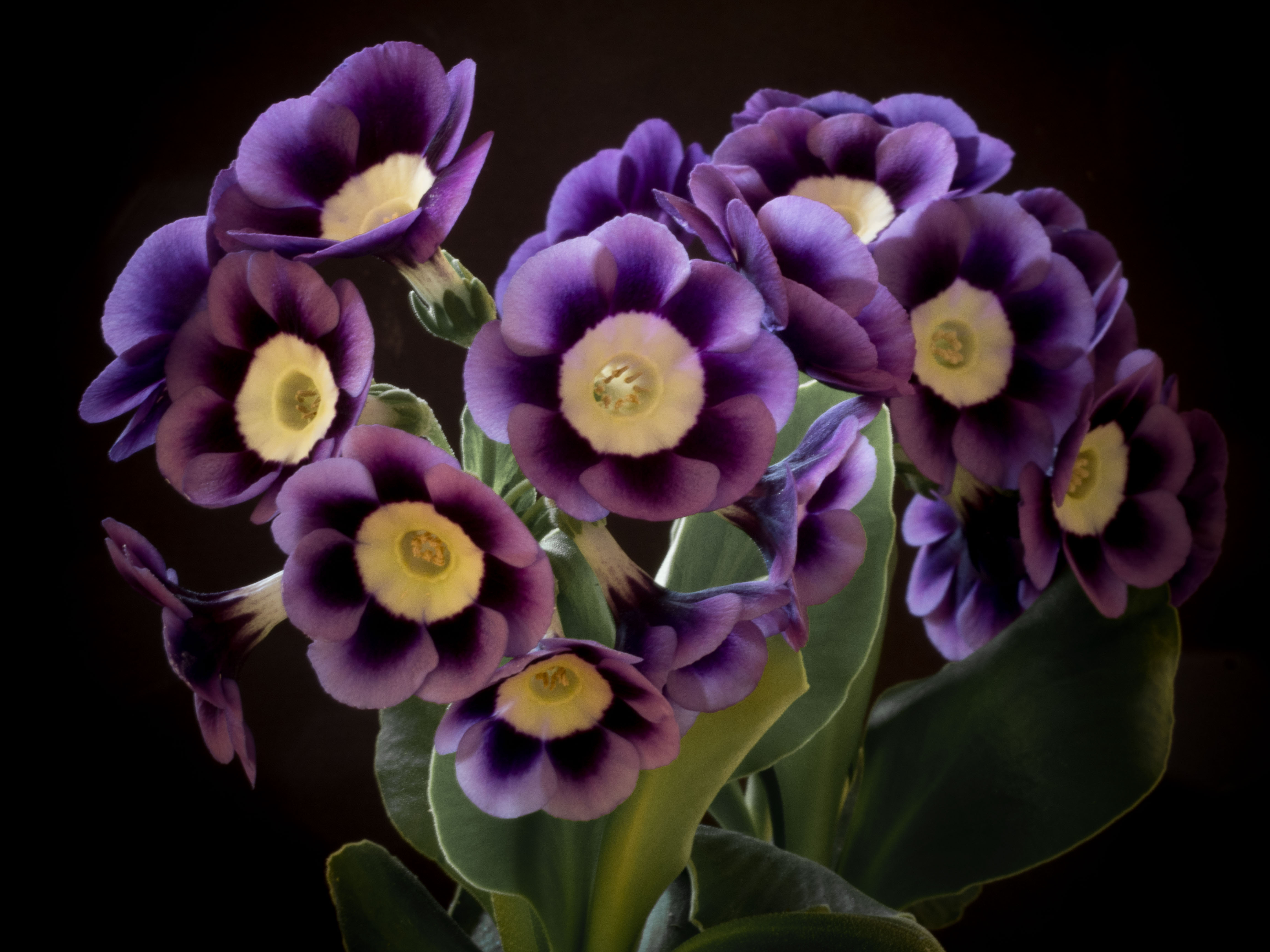 The Auricula Suite